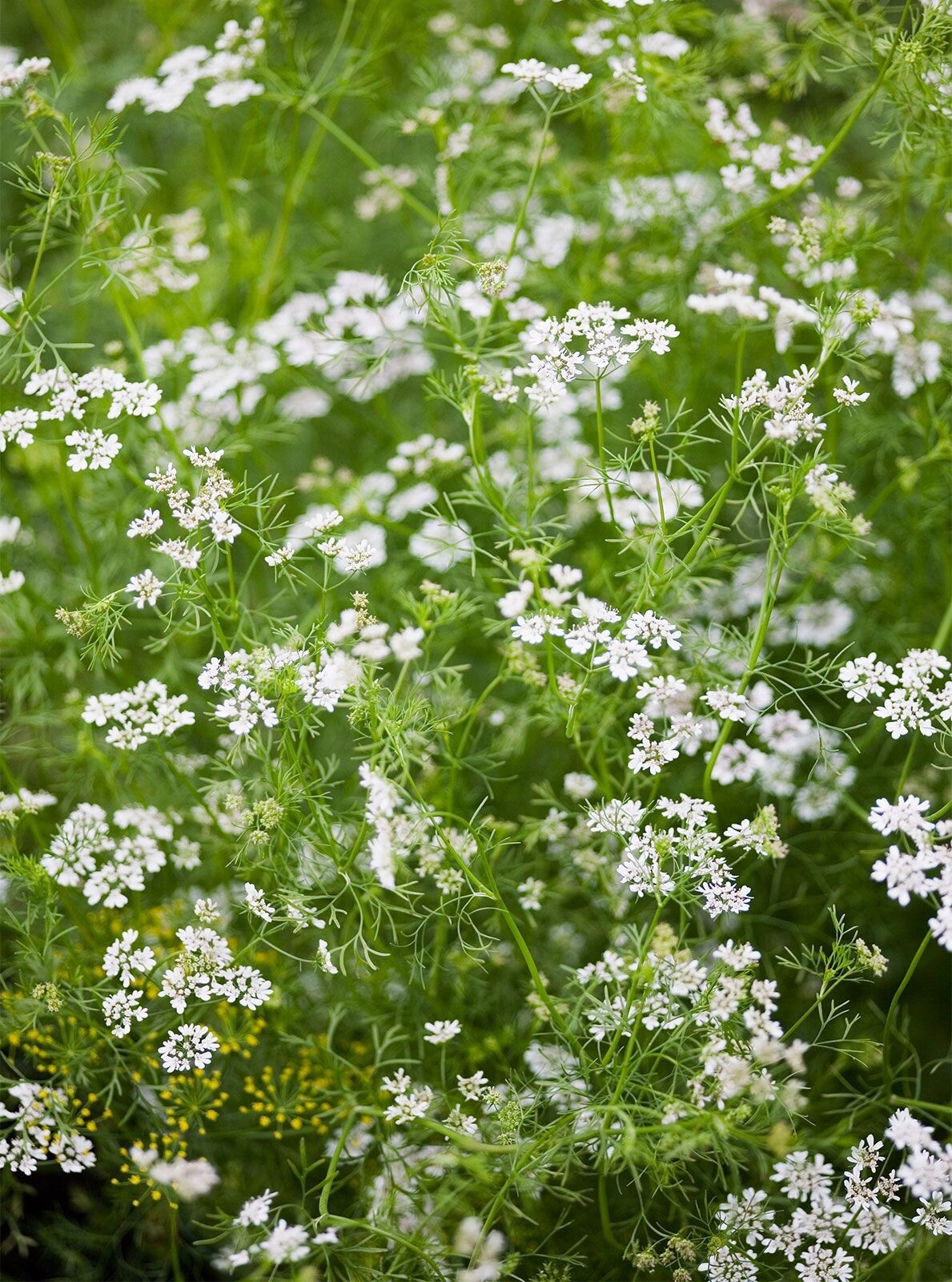 Cilantro Seeds For 2022 Year~South Dakota Homegrown & Harvested~