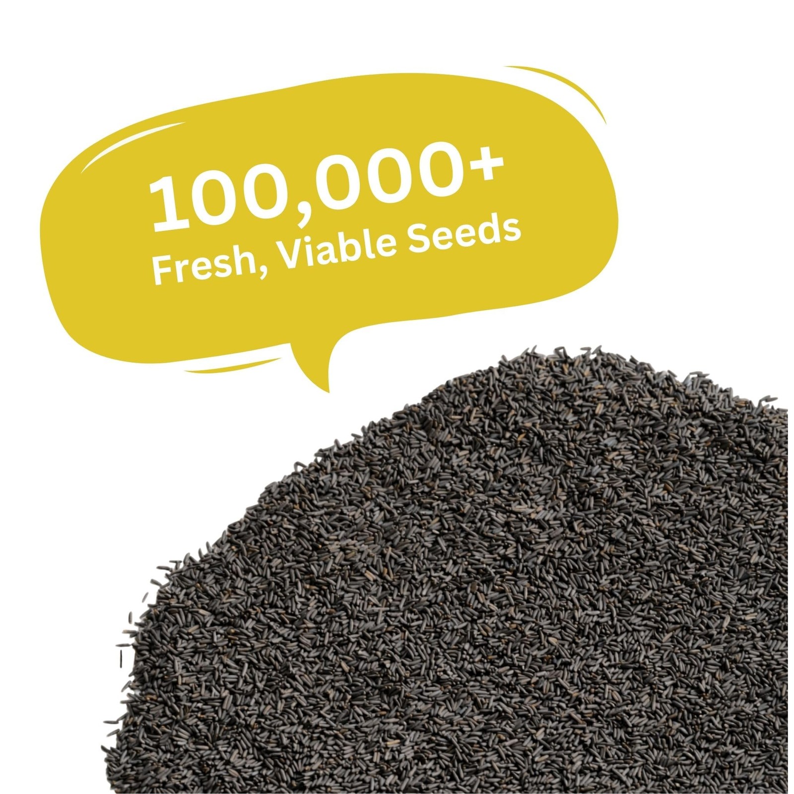 SunHaven Seeds Black Eyed Susan Seeds – 100,000+ Seeds – 1 oz Bulk Extra Larg…
