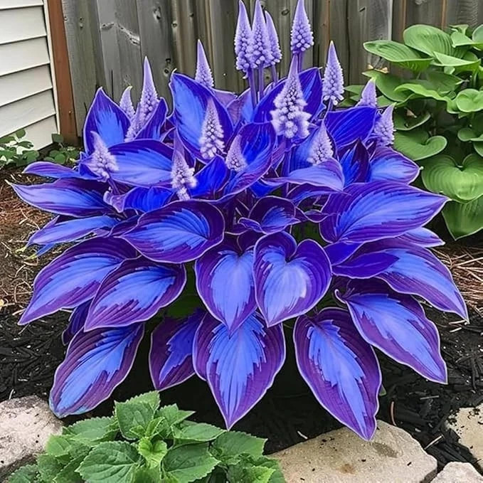 200+ Hosta Seeds Perennial Hosta Seeds for Planting Outdoor Garden Attract Polli