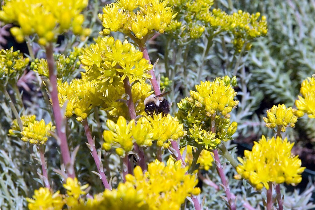 SEDUM RUPESTRE BLUE SPRUCE 200 SEEDS, HARDY SEDUM, YELLOW FLOWERS IN SUMMER