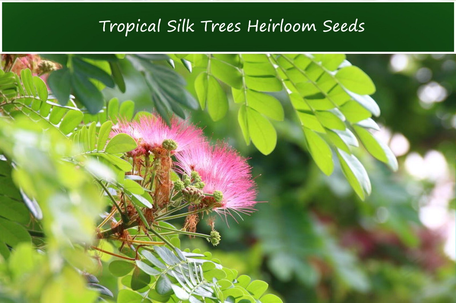 Tropical Seeds -Silk Tree Mimosa 20 Heirloom Seeds -Albizia julibrissin