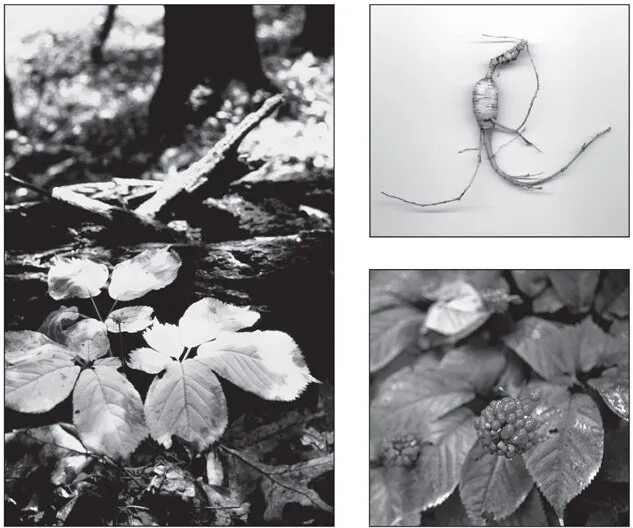 Stratified Paw Paw AMERICAN GINSENG SEEDS Panax quinquefolius(sold out) +Paw Paw