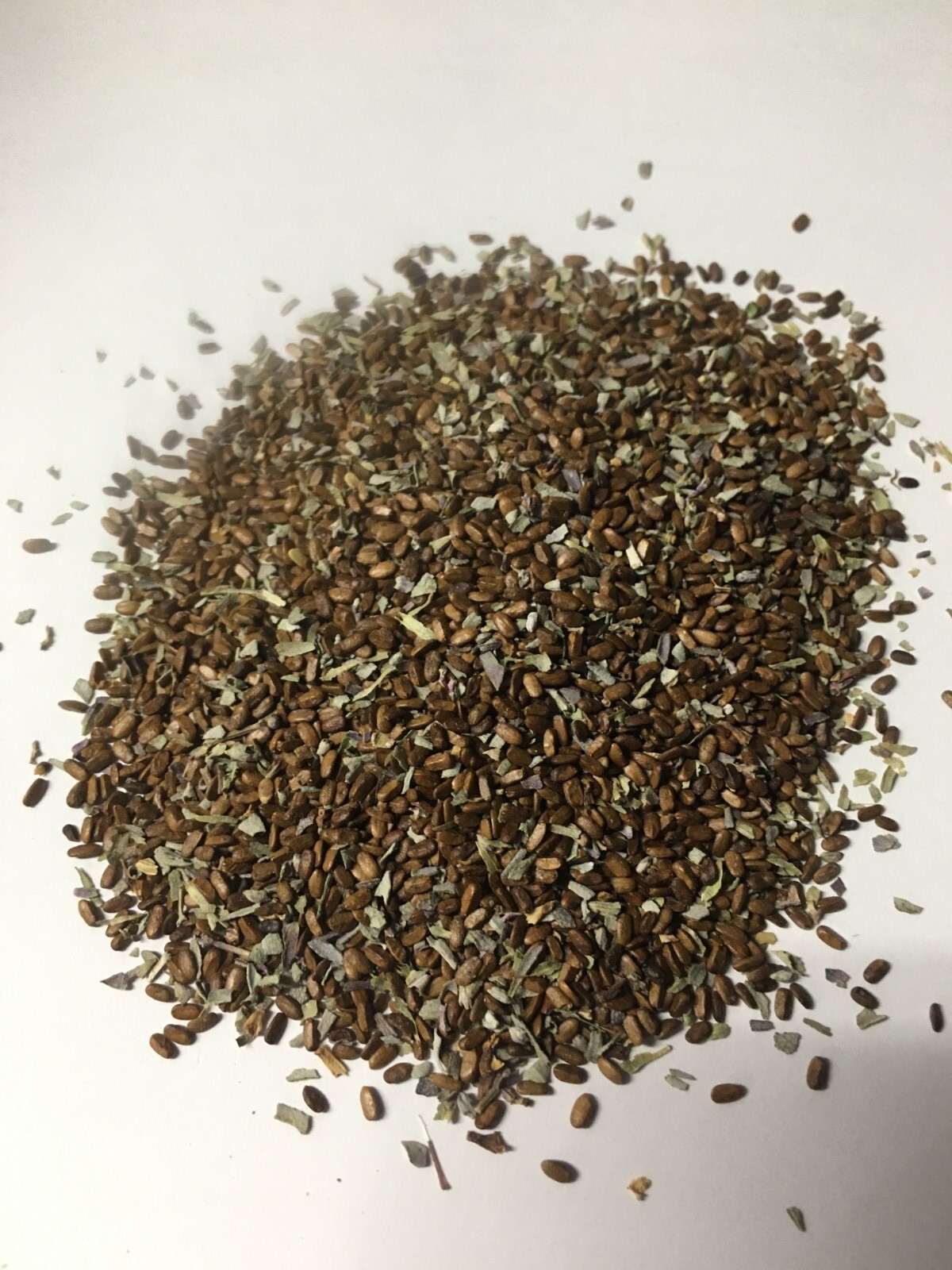 White Sage Seeds ‘Salvia apiana’ – California Grown