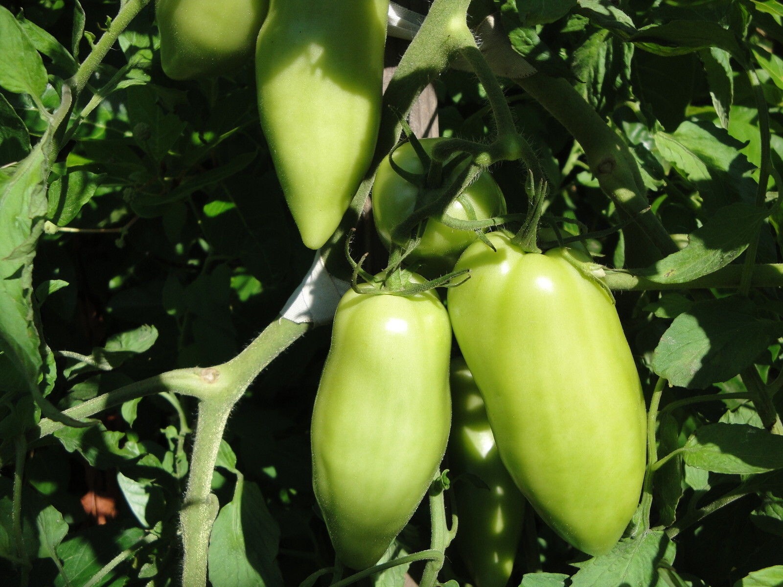 Red Tomato Opalka Polish Heirloom 25 seeds Non-GMO Organic from 2023