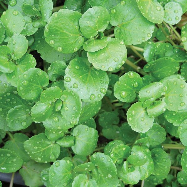 Watercress (Nasturtium Officinale), SEEDS