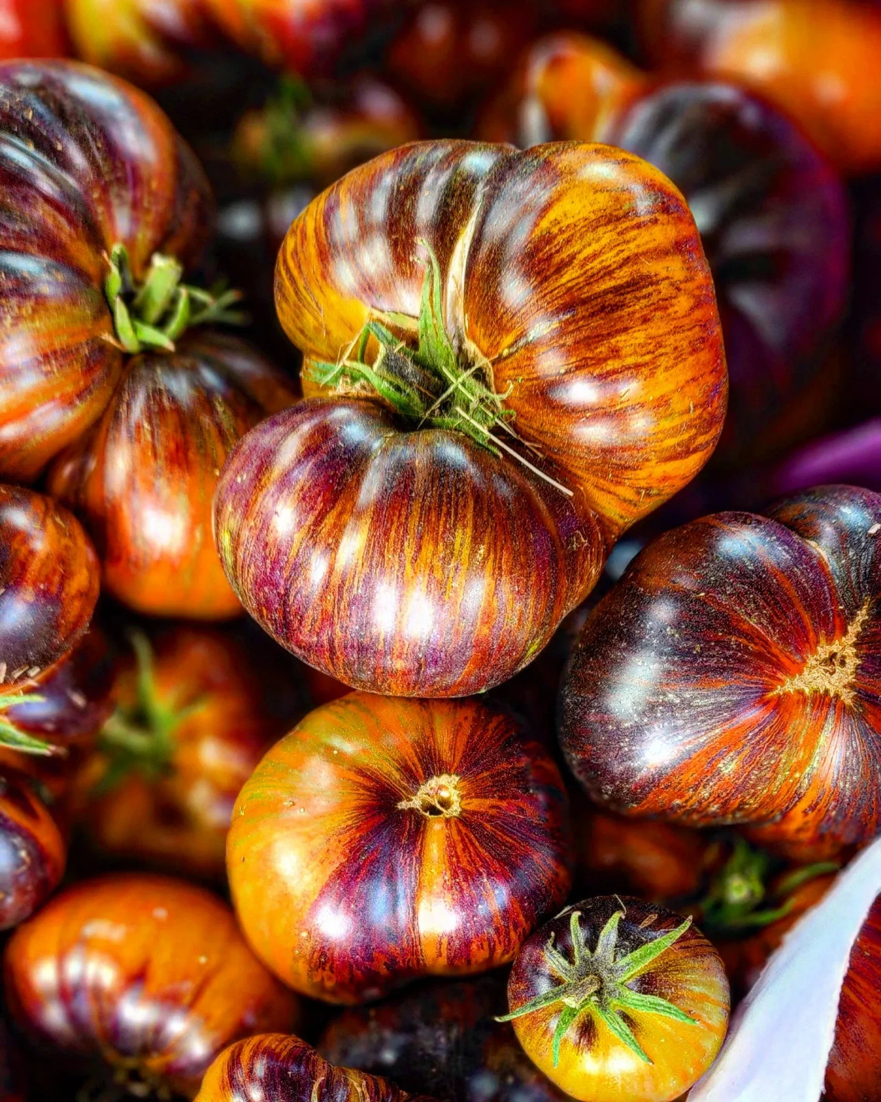 10 seeds Rebel Starfighter Dippers Delight DWARF Tomato Rare ORGANIC Variety