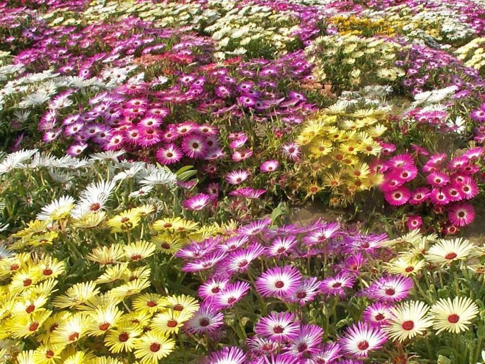 400 Seeds, Ice Plant Mix Seeds B113, Iceplant Ground Cover Bedding Xeriscape