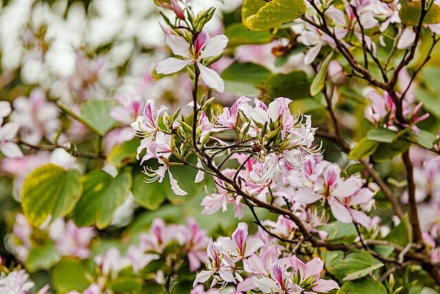 Cercis chinensis | Chinese Redbud | 15 Seeds