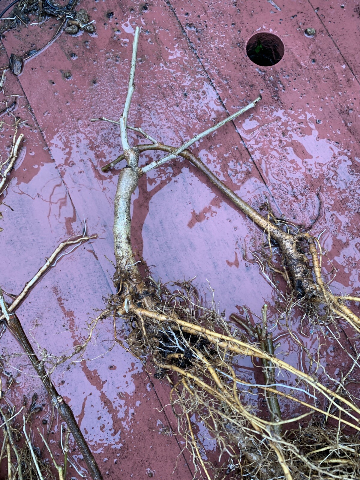 3-4 year old WISTERIA Blue Moon, Purple Flower Fragrant, well rooted plant