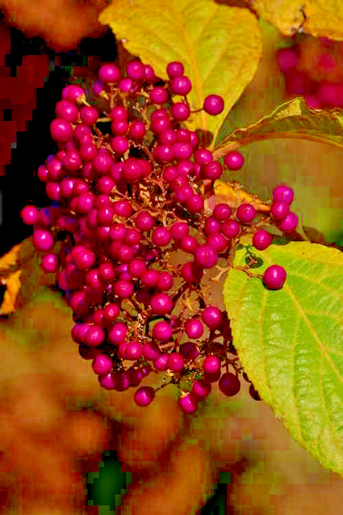 10 OKINAWA BEAUTYBERRY SEEDS – Callicarpa oshimensis