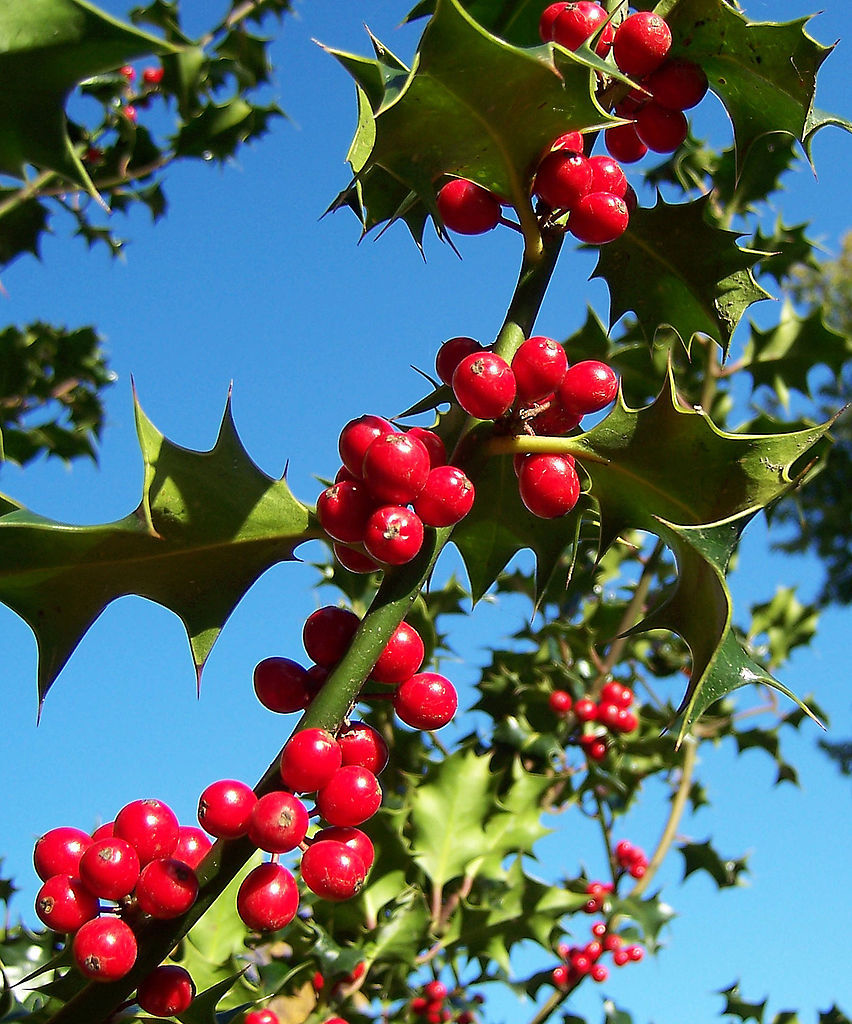 English Holly, Ilex aquifolium, Tree Seeds (Showy Evergreen, Hedge)