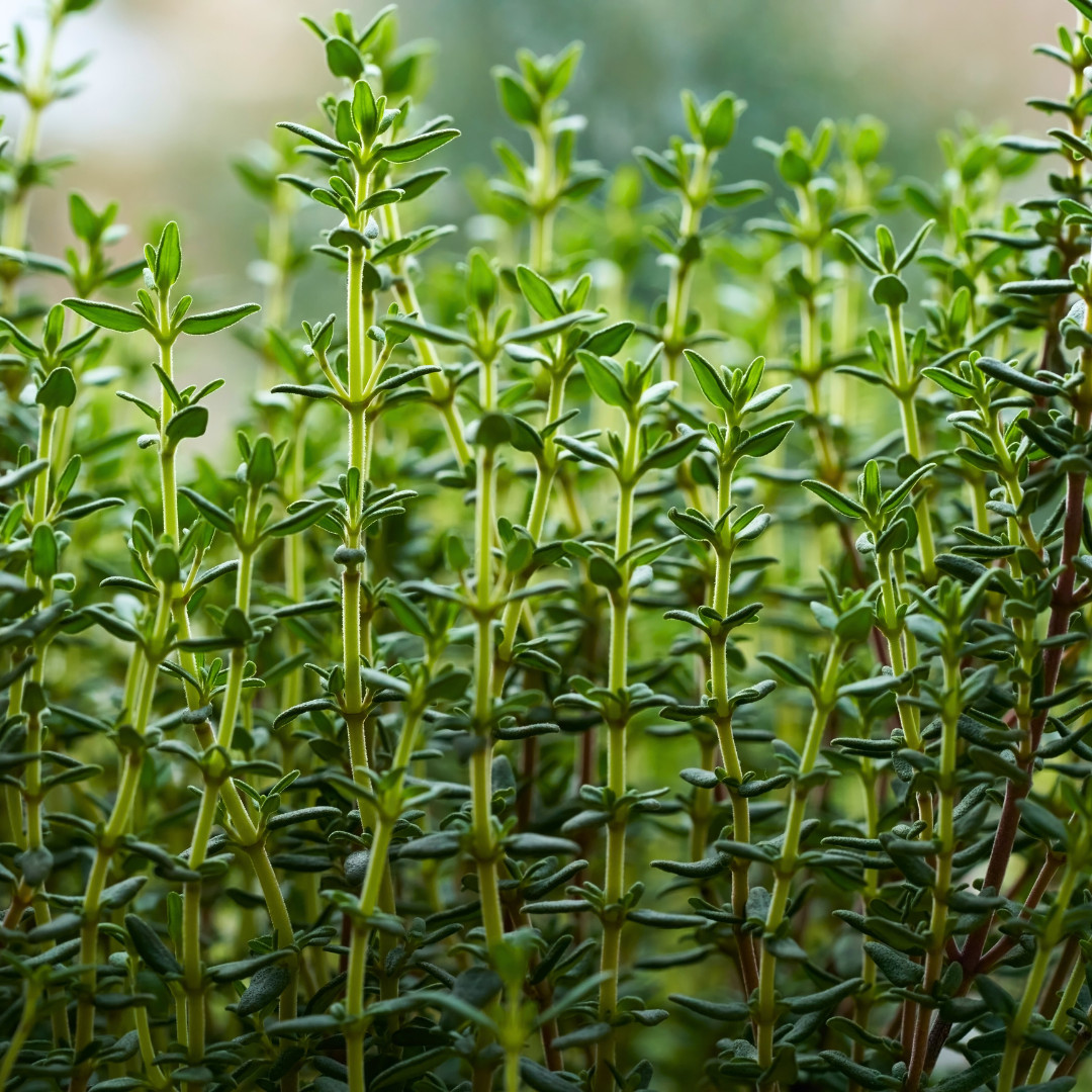 Fresh Premium Thyme Seeds | Herb | Culinary | Heirloom Non-GMO | Herb Seeds