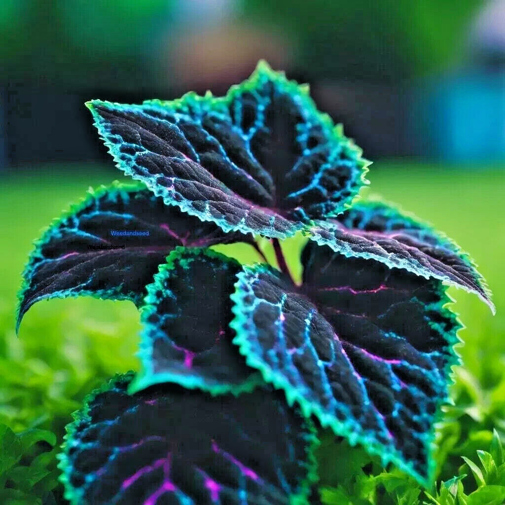 25++ Coleus Seeds – Rare Blue, Black, and Green Foliage Unique Garden Accent USA