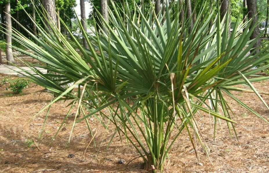 Sabal x texensis TEXAS PALMETTO Seeds!