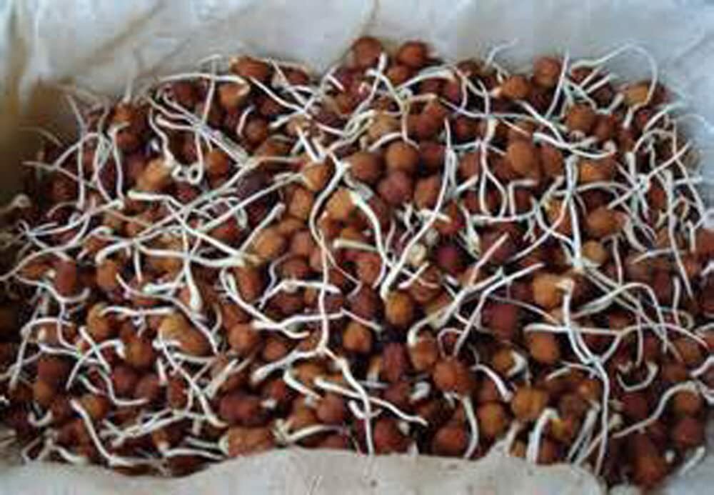 4 Ounce Garbanzo Bean Seeds