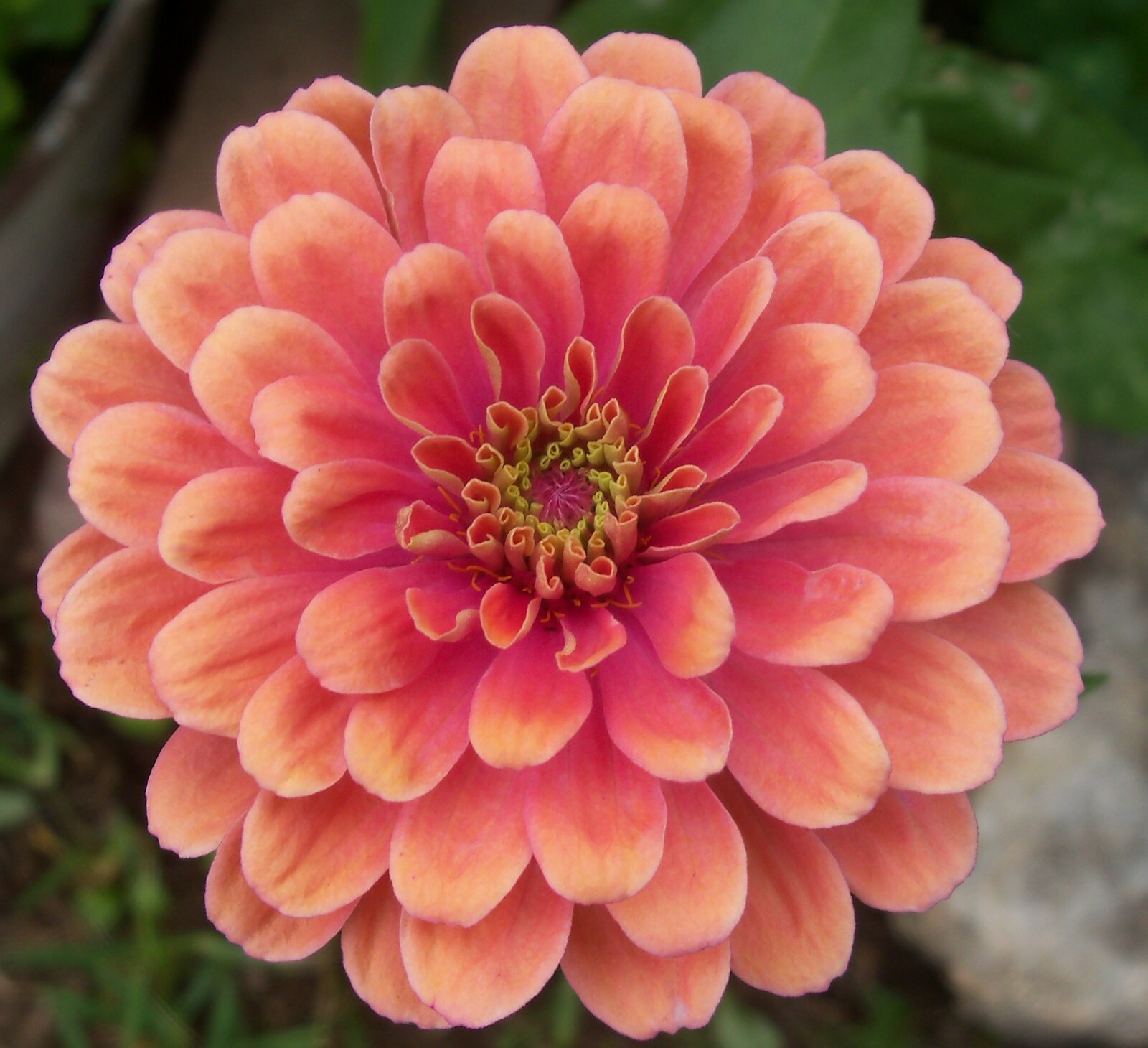 Salmon Zinnia Seeds, Salmon Queen, Heirloom Zinnia Seeds, Non-Gmo Seeds 75ct