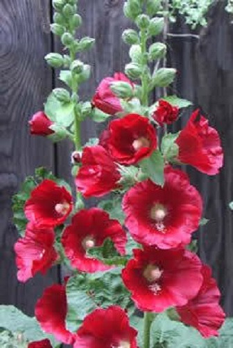 50 HOLLYHOCK COUNTRY ROMANCE MIX Alcea Rosea Flower Seeds *Flat S/H