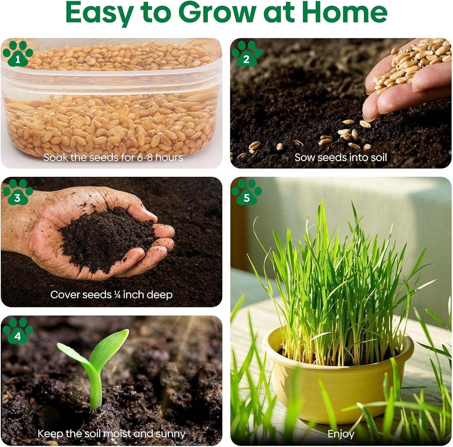 Cat Grass Seed Mix – Non-GMO, Fast Germinate, 4 Varieties, 4 oz