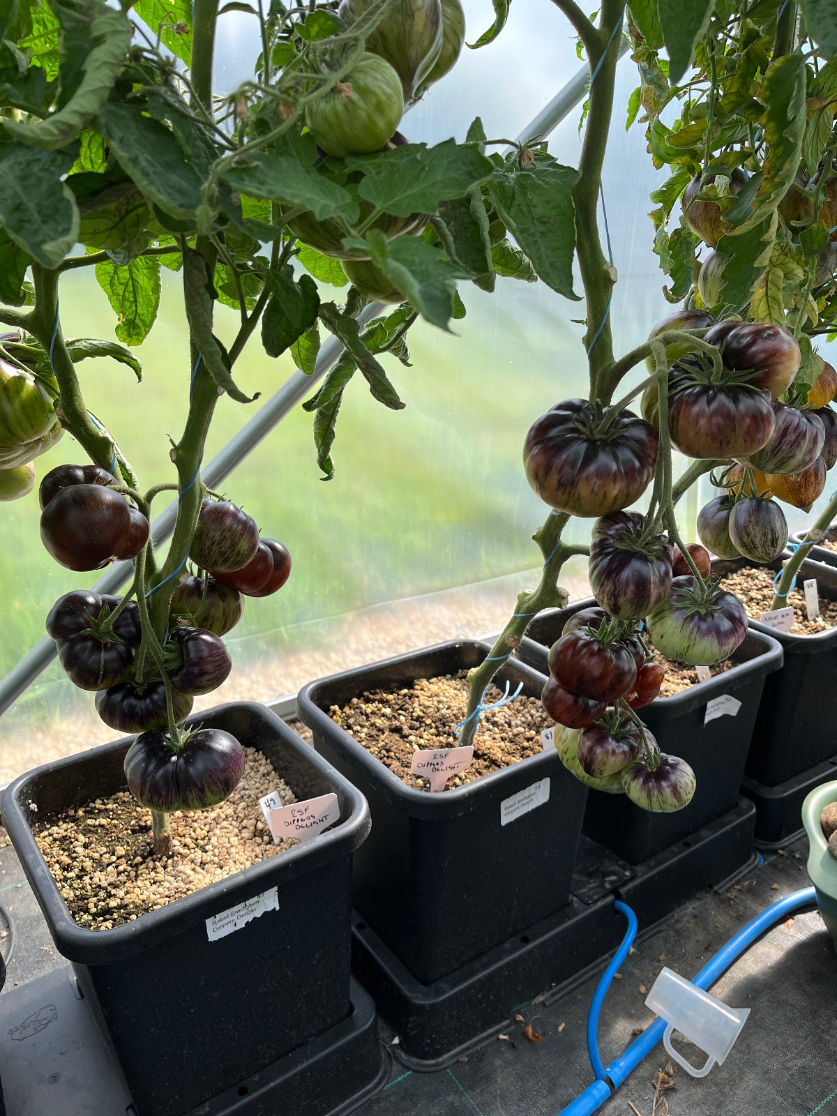10 seeds Rebel Starfighter Dippers Delight DWARF Tomato Rare ORGANIC Variety