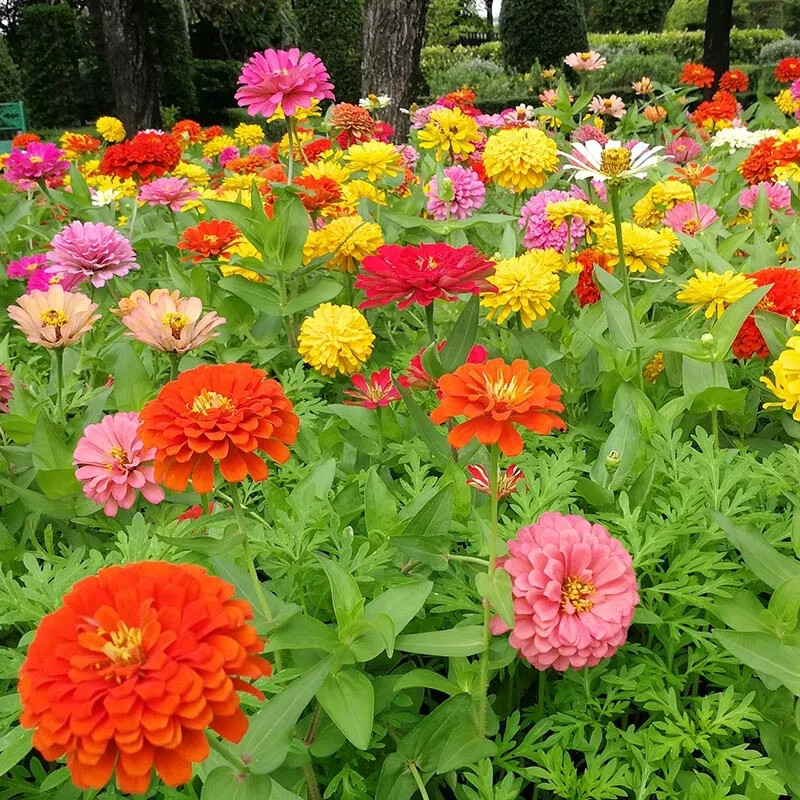 100+ Dahlia Flowered Zinnia Seeds for Garden Planting – USA – FREE SHIPPING!