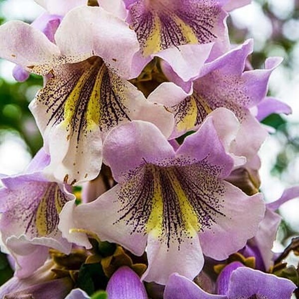 Paulownia Fortunei 200+ Seeds, Edible Flowering Princess Fodder Dragon Tree