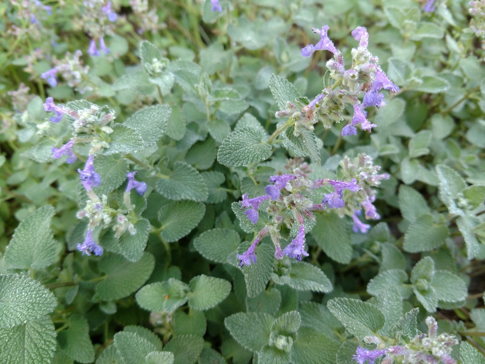 1000+ CATNIP SEEDS —- PERENNIAL ———– HEIRLOOM —- HERB