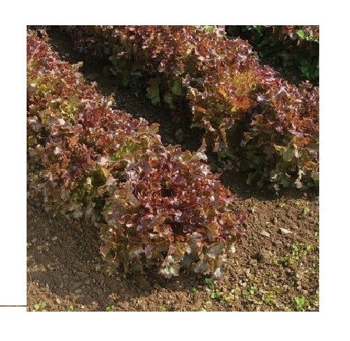 Red Salad Bowl Loose Leaf Lettuce 600 – 8,000 Seeds Fresh Heirloom Beautiful