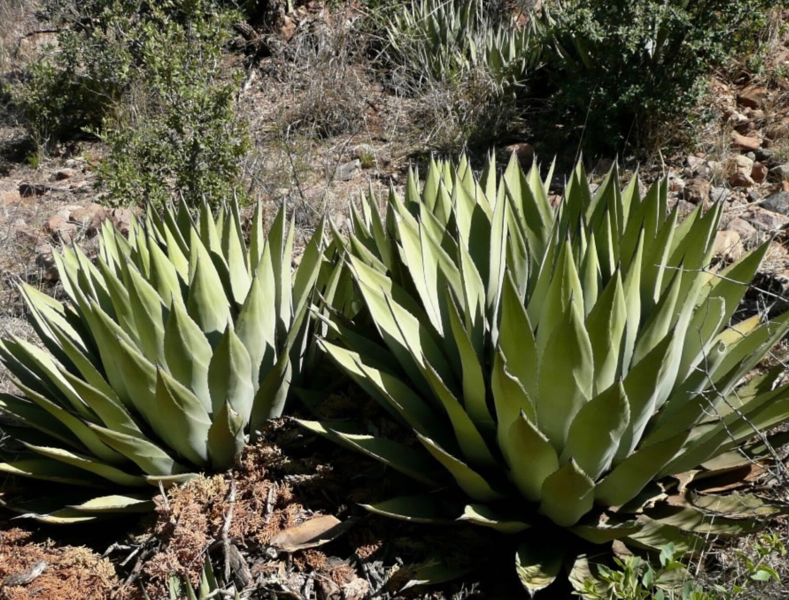 Parry Agave 10 Seeds Agave Parryi Cactus Drought Tolerant Desert Xeric Gardens