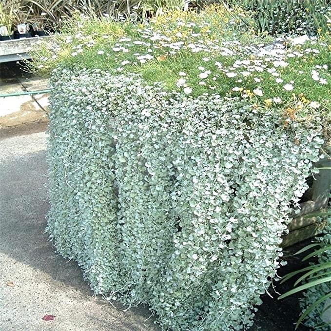 Silver Falls Dichondra Seeds for Planting (10 Seeds) – Stunning Weeping Plant