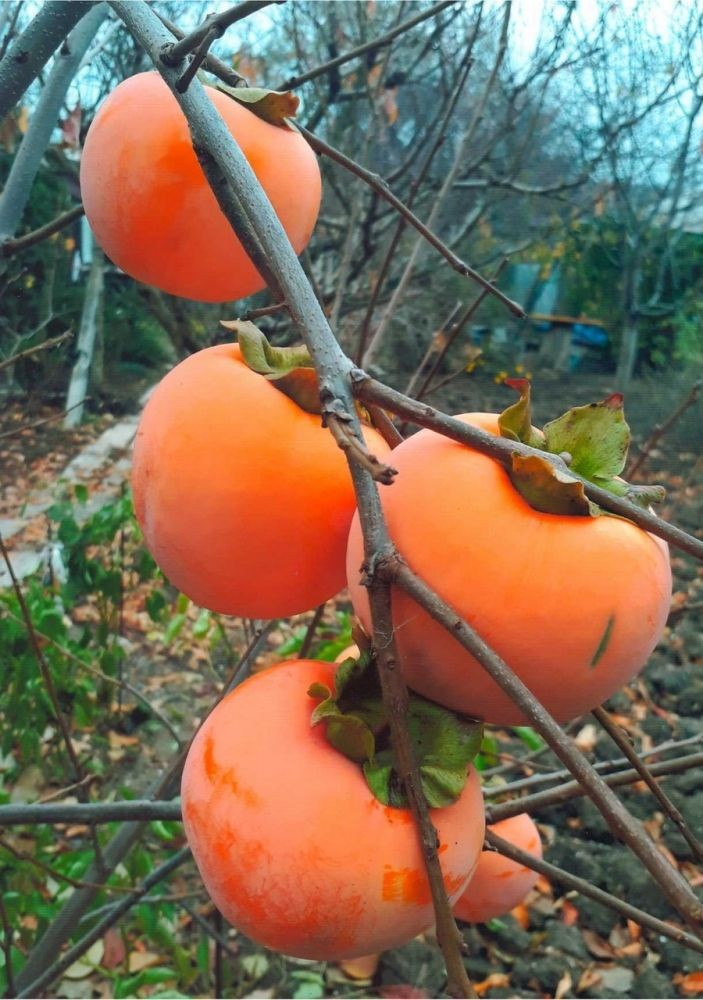 American Persimmon – 12 -18″ Tall – Grown in a 5″ Deep Plug Tray
