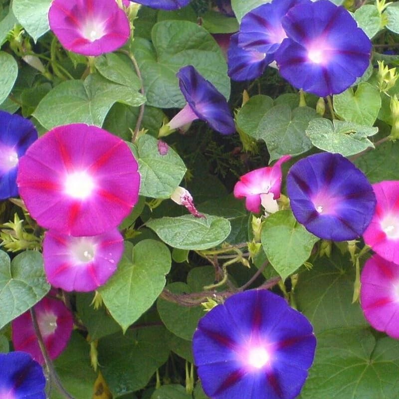 50+Tall Morning Glory Seeds Mix Climbing Vine Flower Fence Garden USA Flower …