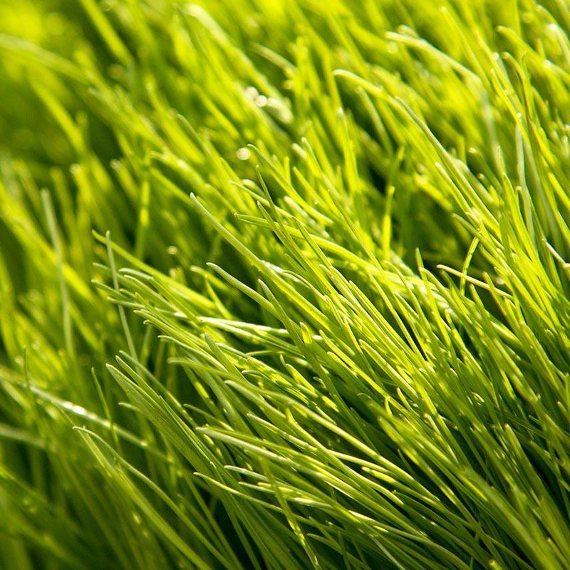 Linn (NUI) Perennial Ryegrass