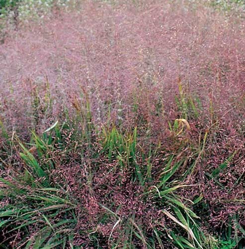 Eragrostis spectabilis | Purple Love Grass | Tumblegrass | 20 Seeds