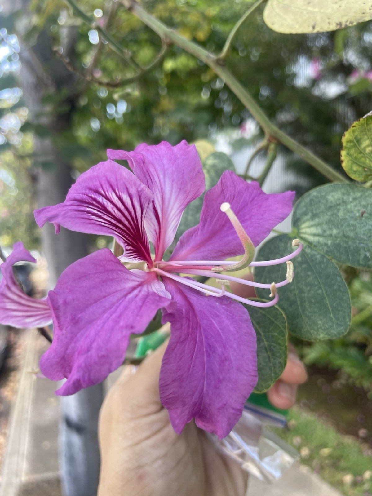 Butterfly Purple Orchid Tree Bauhinia purpurea Hawaii Grown 50 Seeds