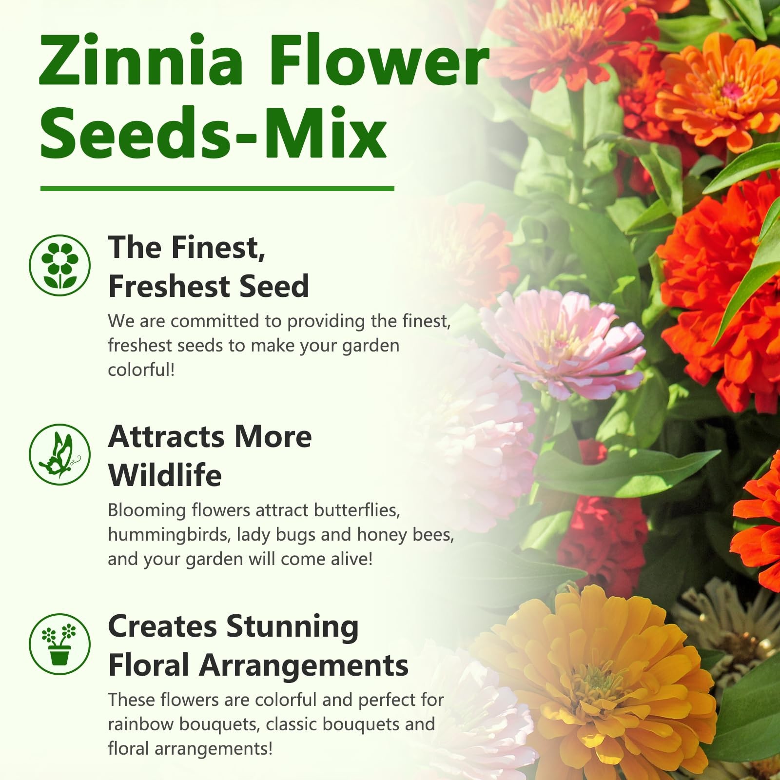 Zinnia Seeds for 2026, California Giant Zinnia Seeds Bulk, 15,000+ Double Dah…