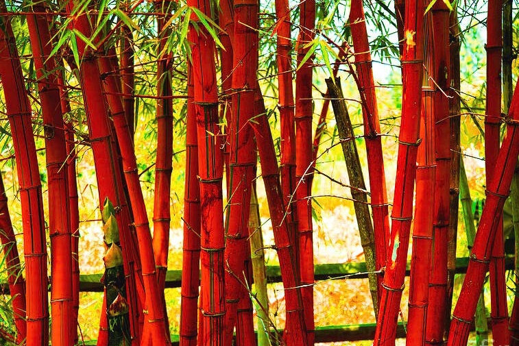 Red Bamboo Seeds ~ Fountain ~ Privacy Climbing ~ Cyrtostachys Renda Tree