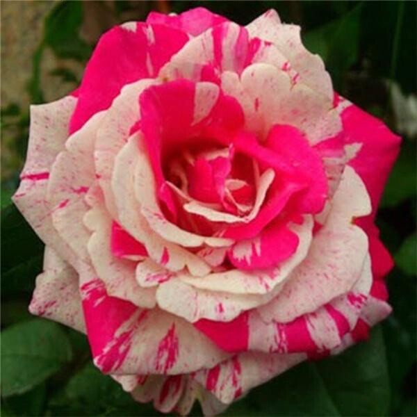 20 SEEDS for Pink/White Dragon striped Rose flower Bush Rare exotic USA Seller