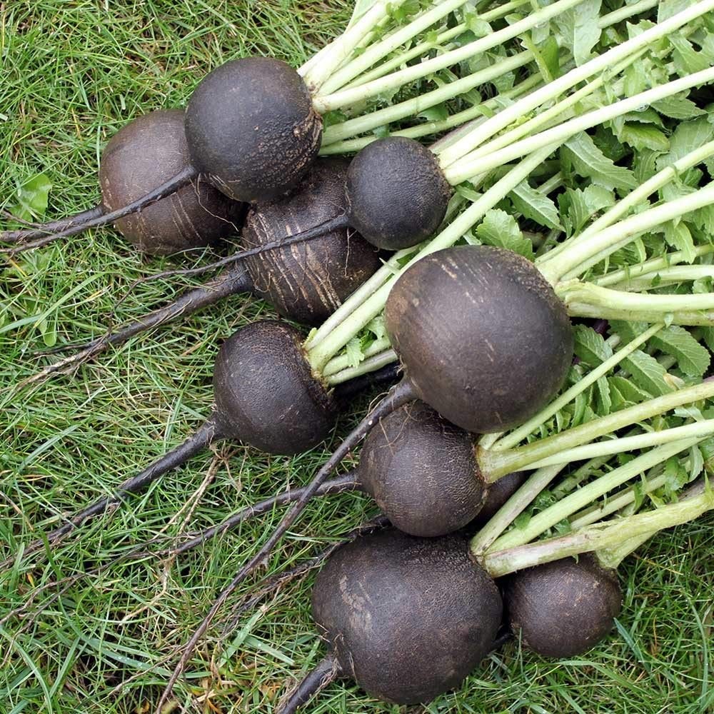 Radish- Black Spanish Round Radish Seed, Non-GMO, 500 Seeds per Package.