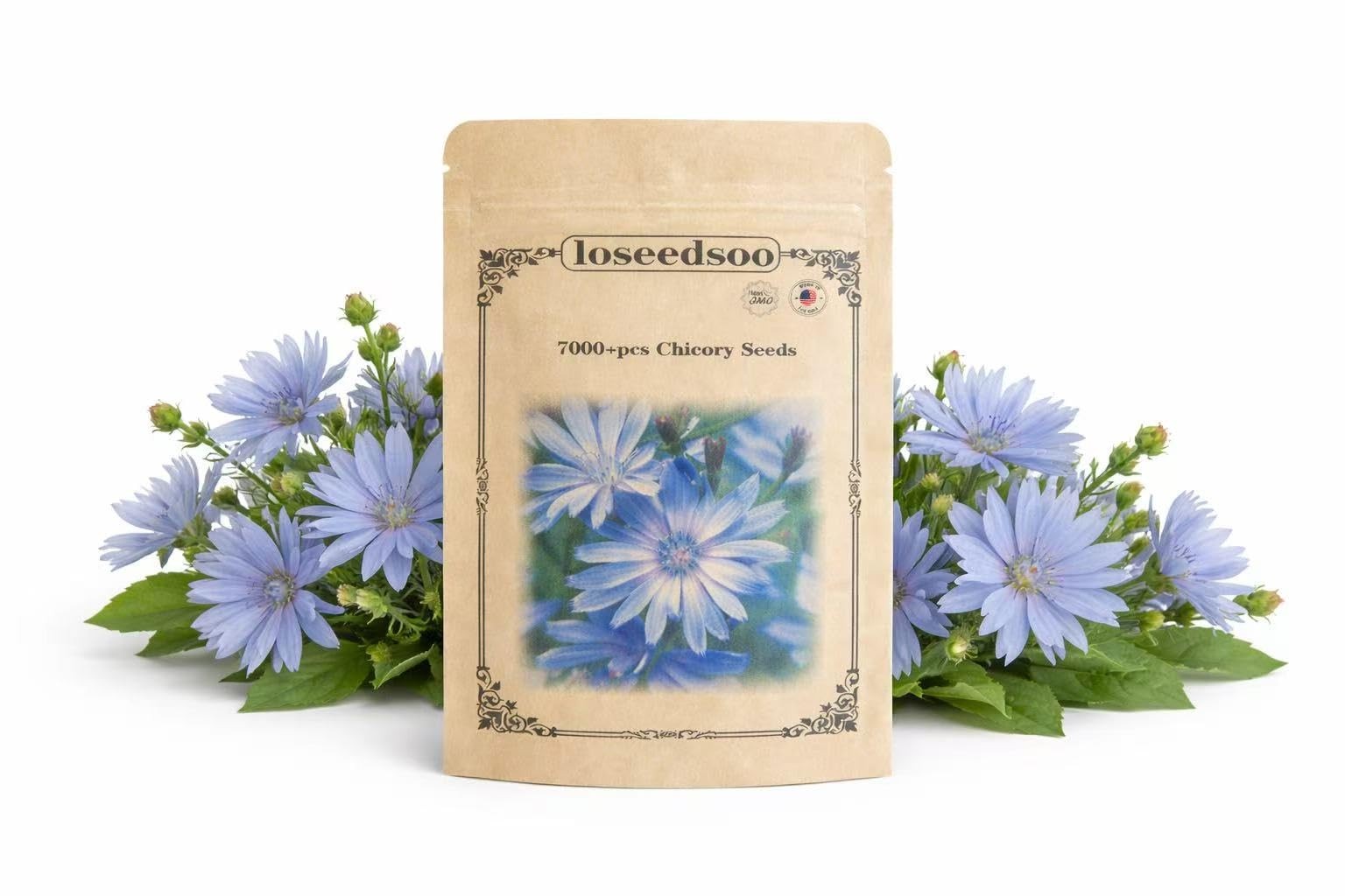 Chicory Seeds for Planting – Blue Wildflower Perennial, Attracts Pollinators