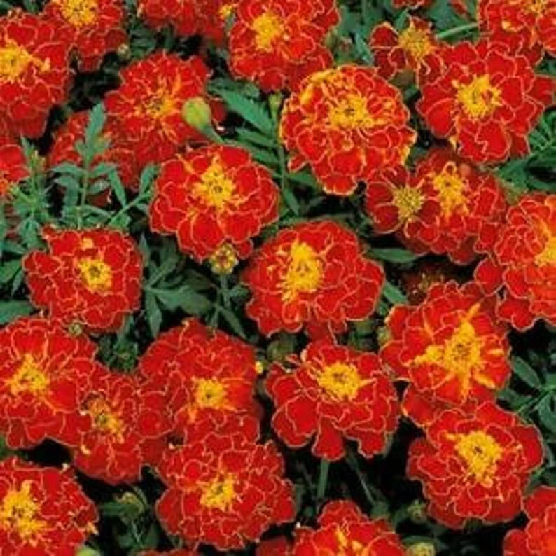 200 French Red Marigold Seeds. Organic. USA Seeds. Ships free
