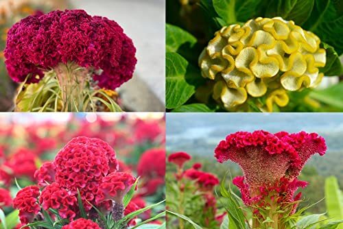 Cockscomb Seeds, Mixed Colors – Amazing Garden Flower – Made in USA – Celosia