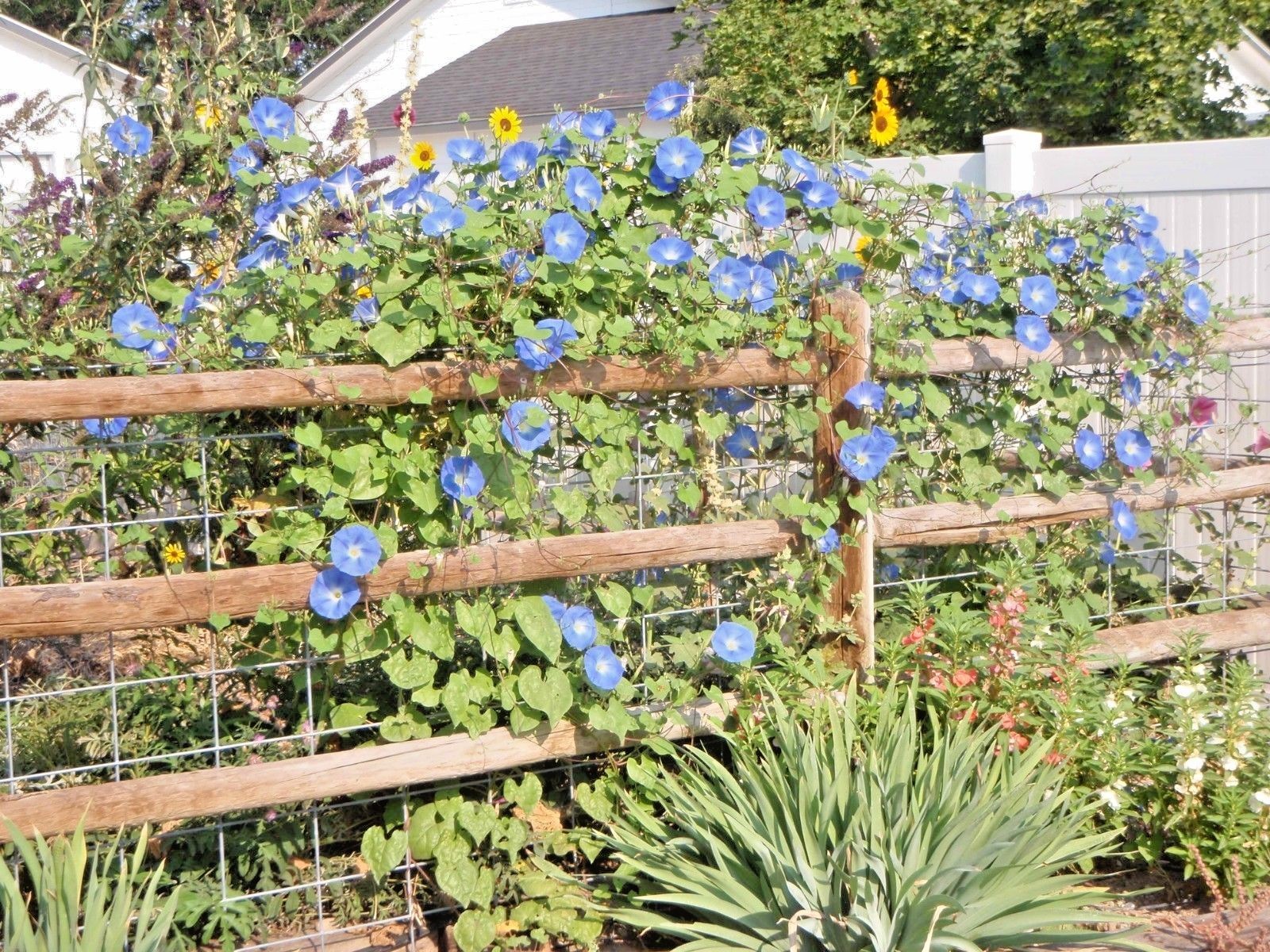 40+Blue MORNING GLORY Flower Seeds Climbing Flowering Vine Container Pollinators