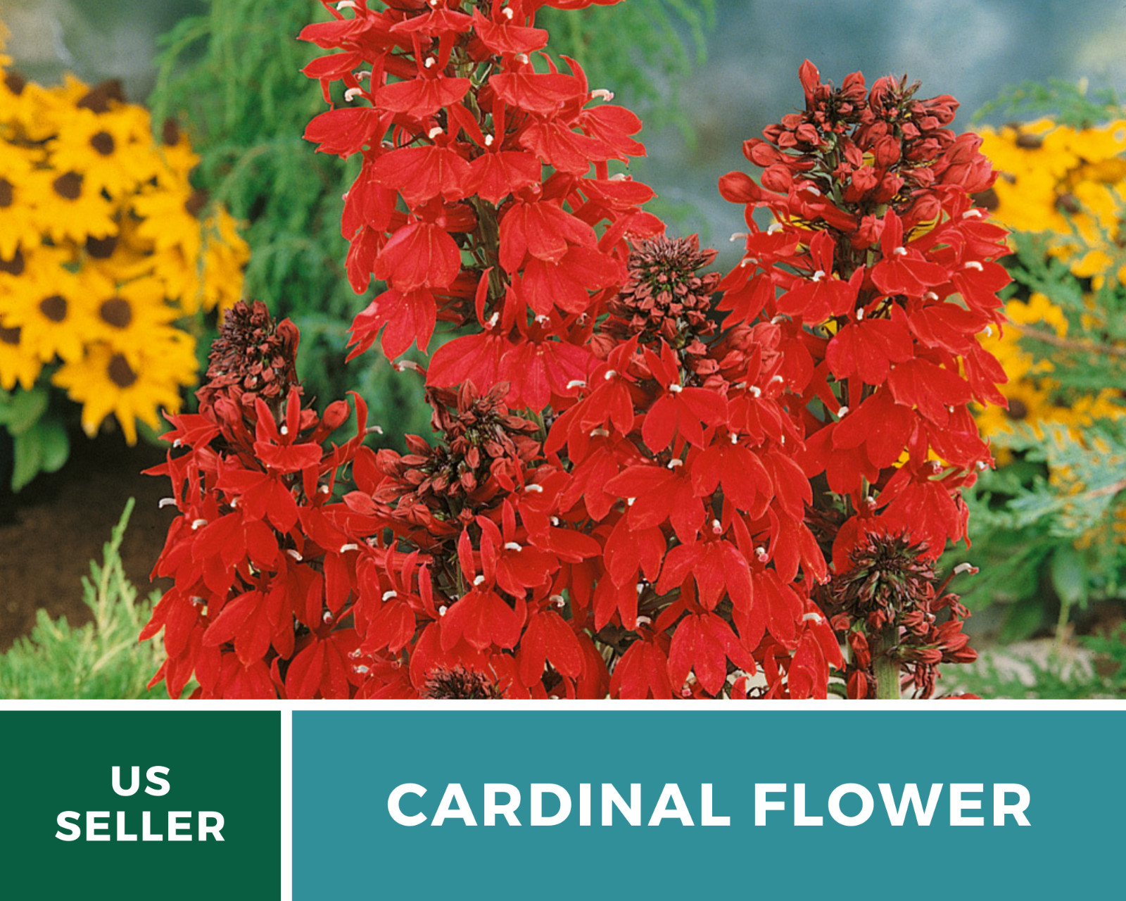 Lobelia, Cardinal Flower – 250 Seeds – Hummingbird Friendly (Lobelia cardinalis)