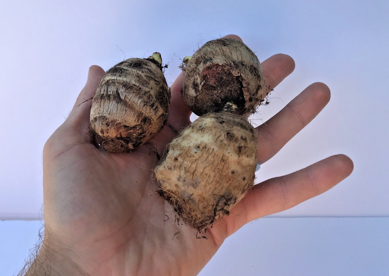Elephant Ear Bulbs (3x Colocasia Esculenta – fast growing tropical plants)