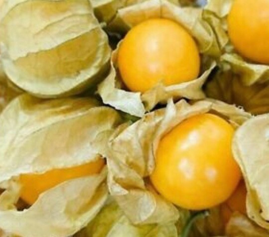 100+ Glden Berry Seeds Homegrown Edible Garden Fruit Organic Physalis Peruviana