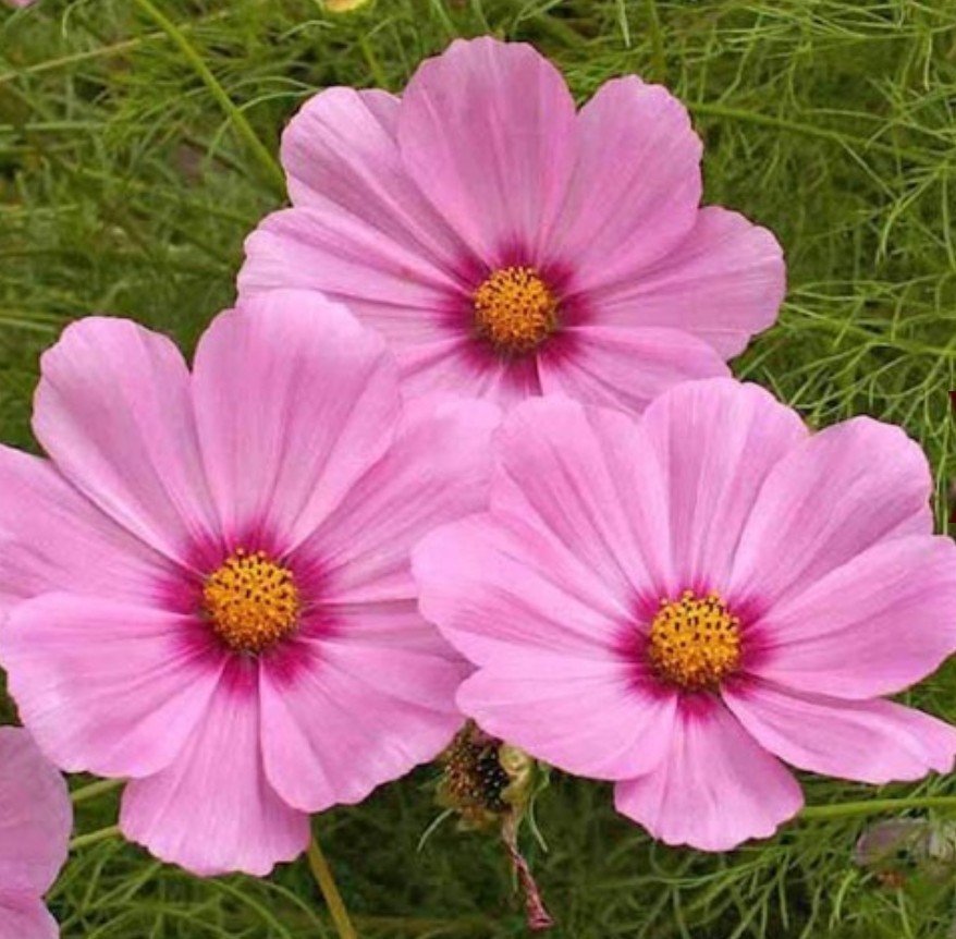 125+ Gloria Cosmos Seeds **Fresh Seeds** ~~Free Shipping~~