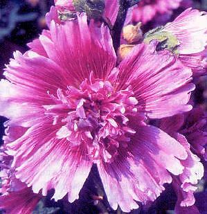 Alcea rosea Queeny Purple 1,000 seeds