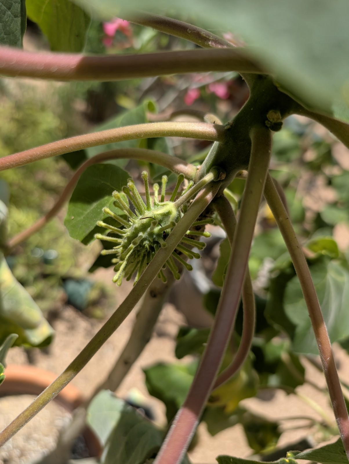 Uncarina Sp. Seeds- Entire Pod