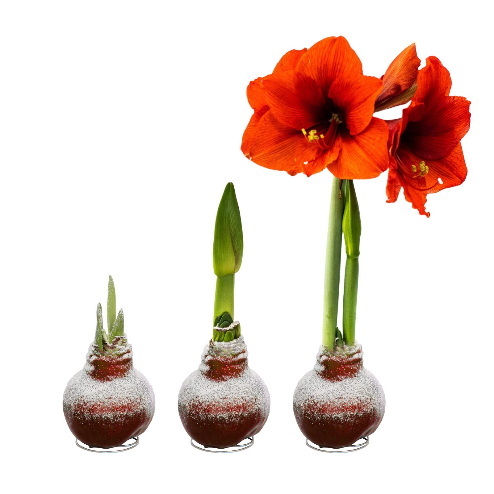 Snow Flecked Waxed Amaryllis Bulb 3-Pack – Red Blooms, Low Maintenance Holiday G