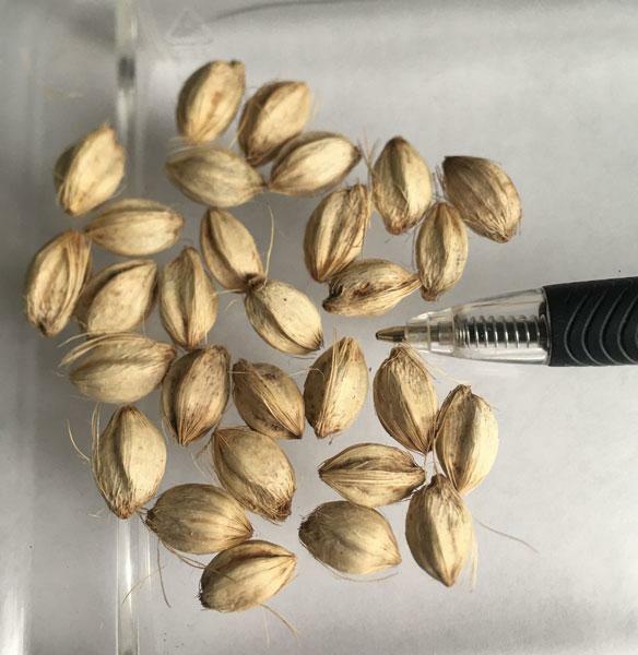 Ptychosperma elegans | Elegant or Solitaire Palm | 20 Seeds